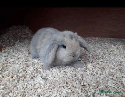 Mini Lop Bunnies 5 Star Homes Only For Sale In Ilminster Pets4homes