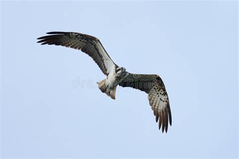 Osprey Pandion haliaetus stock photo. Image of prey - 251406070