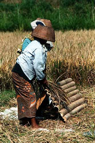 Le ramassage et la séparation des grains de riz Photo à Bali