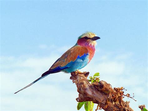 Birds Of East Africa Top Most Famous East African Birds Home To