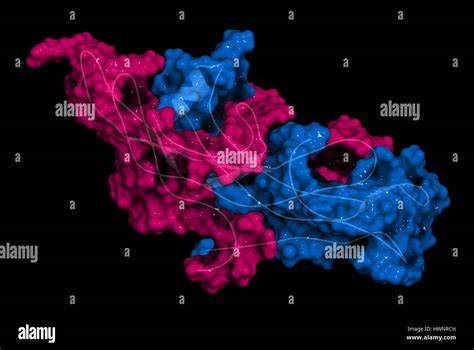 Human Chorionic Gonadotropin Hcg Glycoprotein Hormone 3d Rendering Used In Fertility