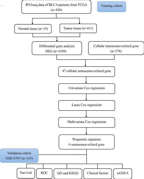 A Novel Prognostic Model Based On Cellular Senescence Related Gene