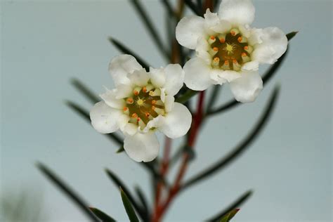 Chamelaucium Uncinatum ワックスフラワー ワックスフラワー 1601 フトモモ科 ワックスフラ Flickr