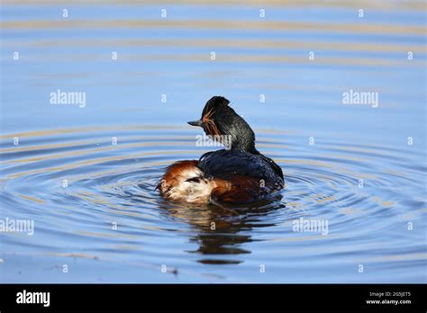 Black Necked Grebe Swimming Hi Res Stock Photography And Images Alamy