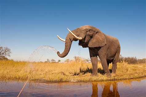 10 Iconic Animals Of South Africa - WorldAtlas