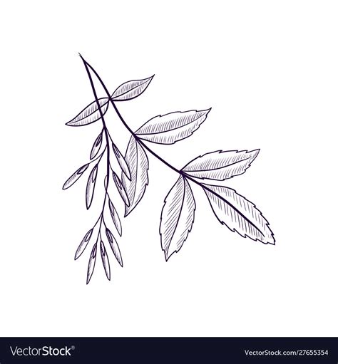 Drawing branch ash tree Royalty Free Vector Image