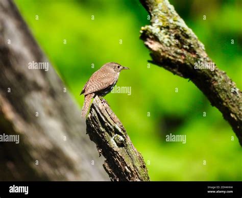 House Wren Bird Perched On Top Of Tree Branch With Beautiful Green