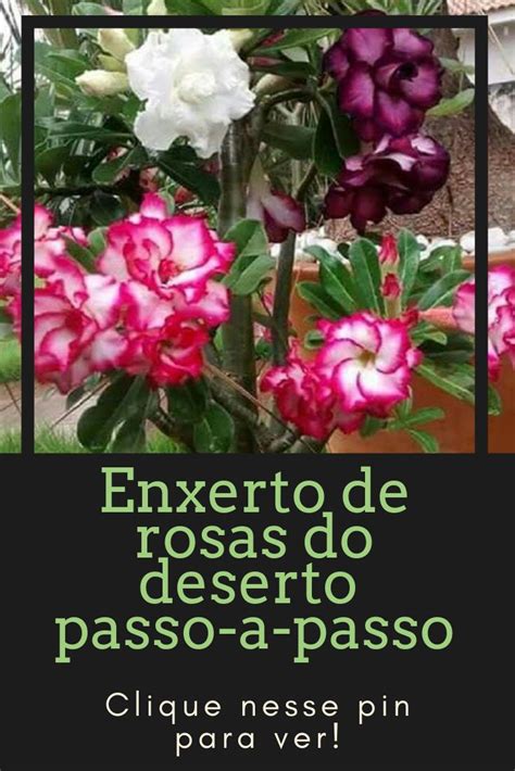 Como Fazer Enxerto Em Rosas Do Deserto Rosa Do Deserto Flores Do