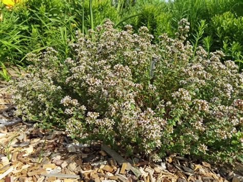 Origanum French Gėlių Dvarelis