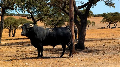 Reforzamos nuestro apoyo al toro de lidia con nuevas ayudas para el ...