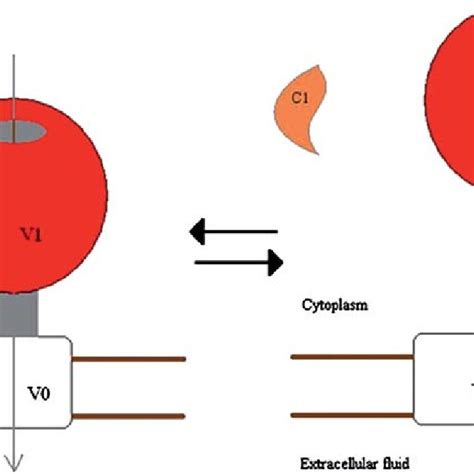 A Cytoplasmic Expression Of ATPase In Tumor Cells B Absence Of