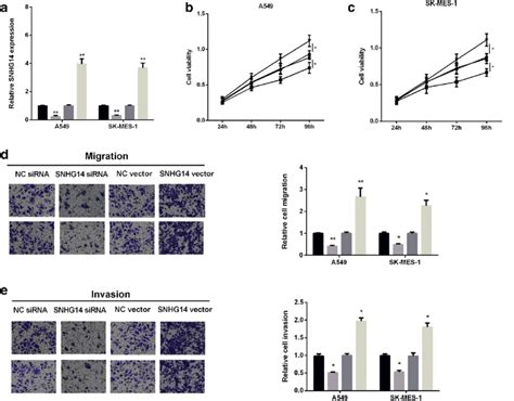 Snhg Modulated Nsclc Progression A Measurement Of Snhg