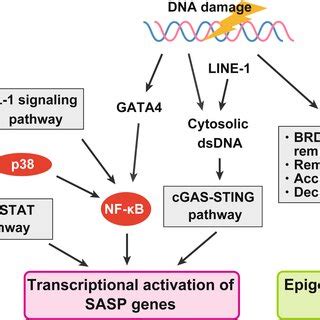 Central Regulators Of The SASP SASP Is Regulated At Epigenetic