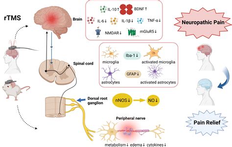 Frontiers Repetitive Transcranial Magnetic Stimulation Regulates