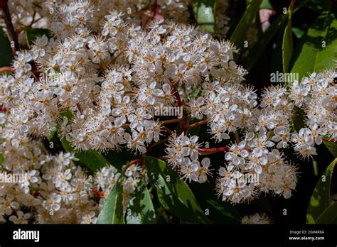 Viburnum Tinus The Viburnum Vat Is A Plant Of The Caprifoliaceae