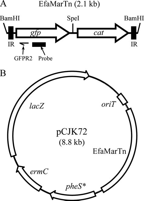 Development And Use Of An Efficient System For Random Mariner