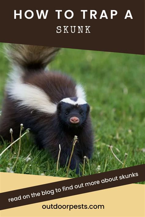 How To Trap a Skunk