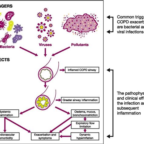 The Pathophysiology Of COPD Exacerbations Reproduced With Permission