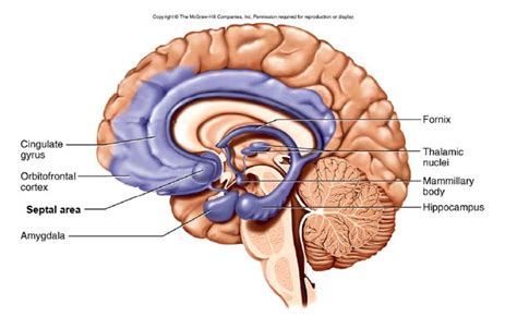 the human brain is labeled in blue and contains many different parts to ...