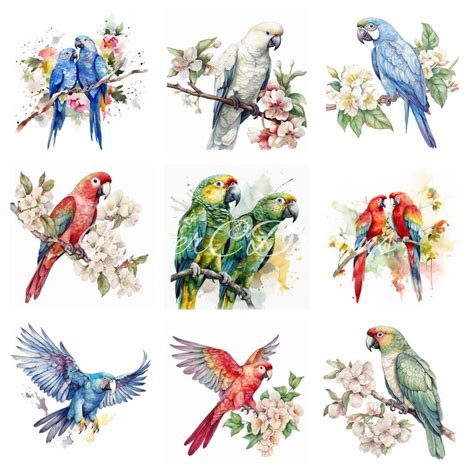 Parrots Clipart High Quality Png S Commercial Use Watercolor Digital