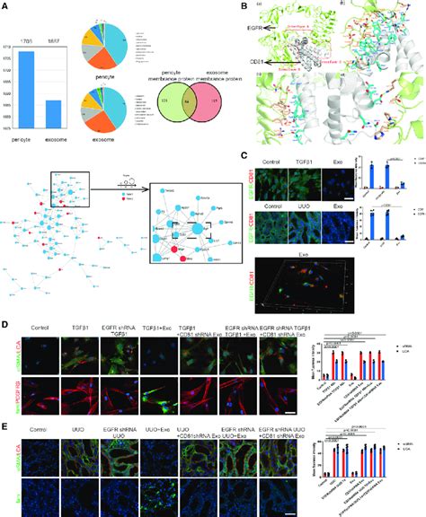 Cd Egfr Complex Formation Aided Mir C P Entry Into Pericytes To