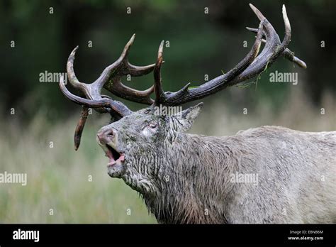 Bactrian Deer Cervus Elaphus Bactrianus Impressive Roaring Stag