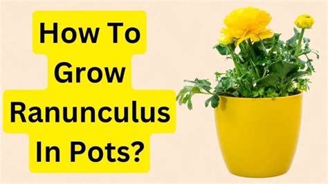 How To Grow Ranunculus In Pots Slick Garden