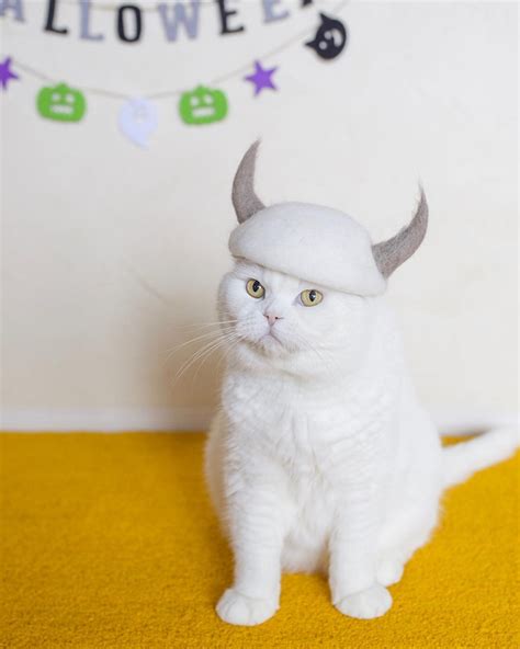 These 100 Cat Hair Cat Hats By Ryo Yamazaki Are Going Viral