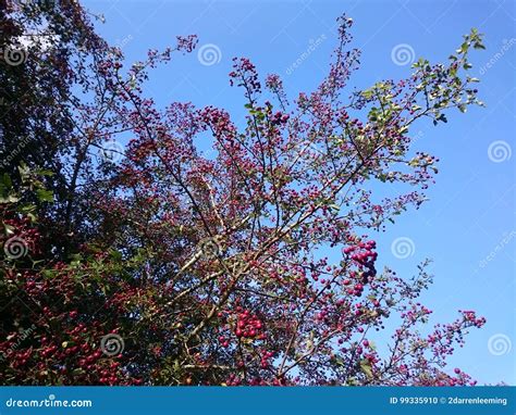 Tree With Wild Red Berries Stock Photo Image Of Blue 99335910