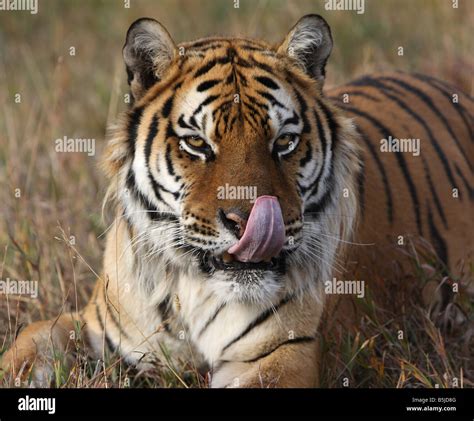 Lick Licking Lips Hi Res Stock Photography And Images Alamy