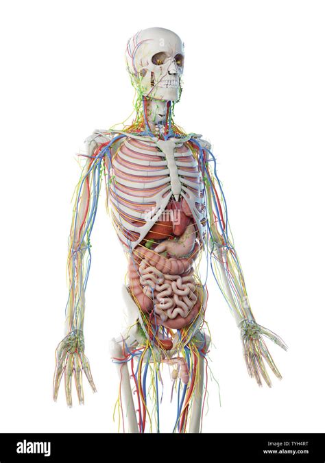 3d rendered illustration of a mans upper body anatomy Stock Photo - Alamy