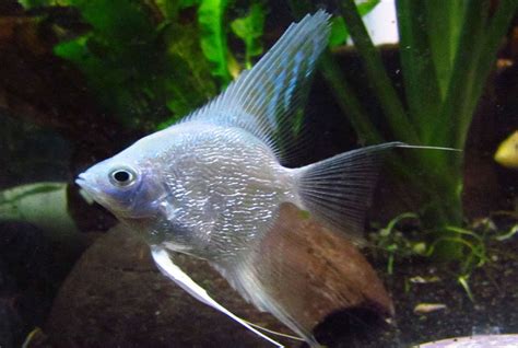 White Platinum Angelfish