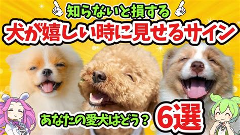 【知らないと損する】犬が嬉しい時に見せるサイン6選【ずんだもん解説】 Youtube