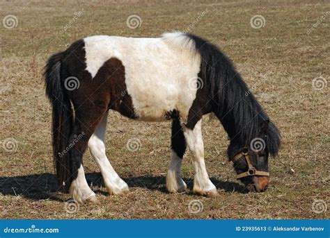 Black And White Pony Stock Photos - Image: 23935613