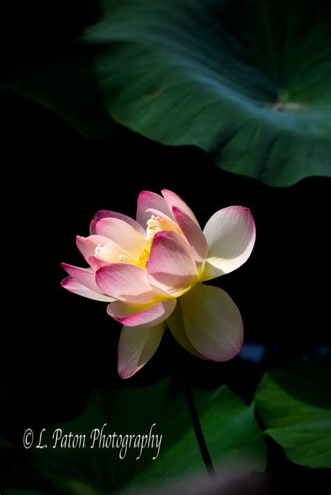 Pin on hoa sen | Flowers, Lotus pond, Photography 2014