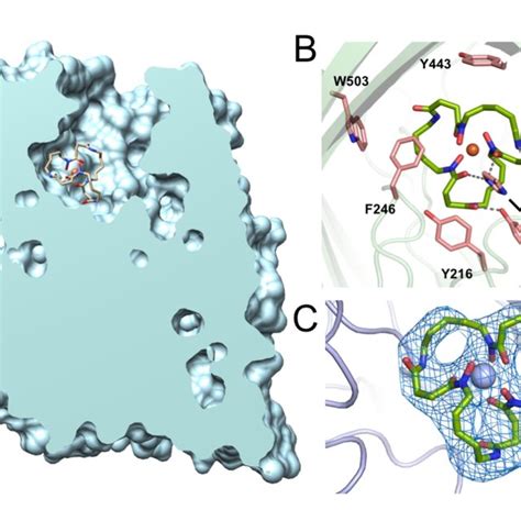 Overall Structure And Siderophore Coordination Of The Foxa Noca