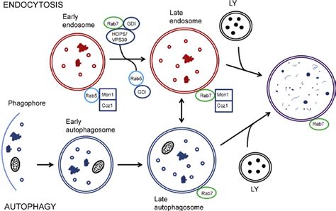 Endosome Maturation Autophagosome Formation And Fusion With Lysosome