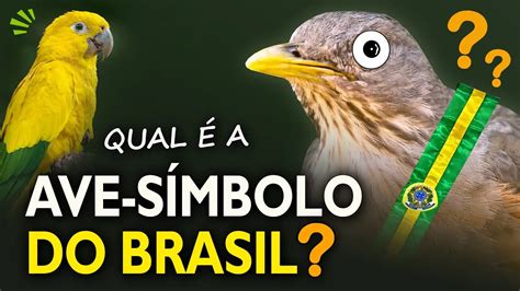 El Tuc N Toco El Ave S Mbolo De Brasil Loros Y Guacamayos