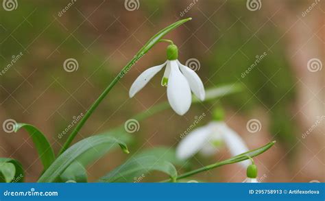 First Spring Flowers In Wild Galanthus Nivalis Flowering Plants