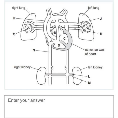 Free All Mammals Have A Double Circulatory System Fig Shows Part Of