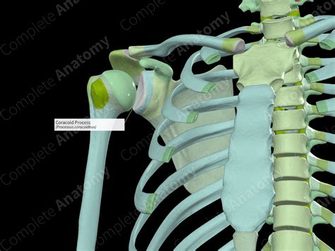 Coracoid Process | Complete Anatomy