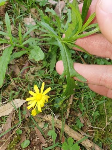 Variety Senecio Pinnatifolius Serratus Inaturalist