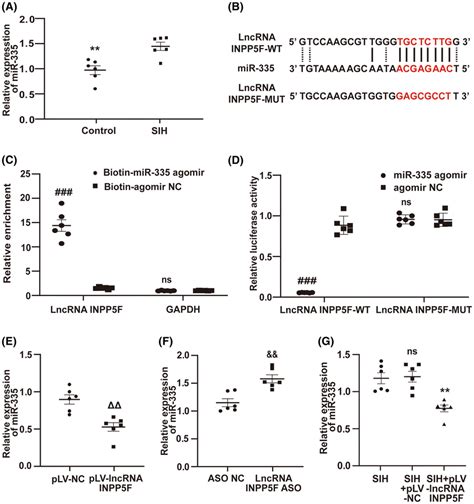 Lncrna Inpp F Interacted With And Negatively Regulated Mir A