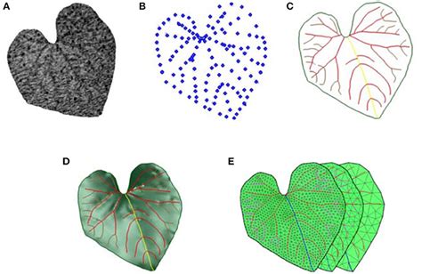 Frontiers A Leaf Modeling And Multi Scale Remeshing Method For Visual