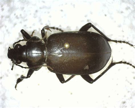 Caterpillar Hunter Beetles From Kimble County Tx Usa On May