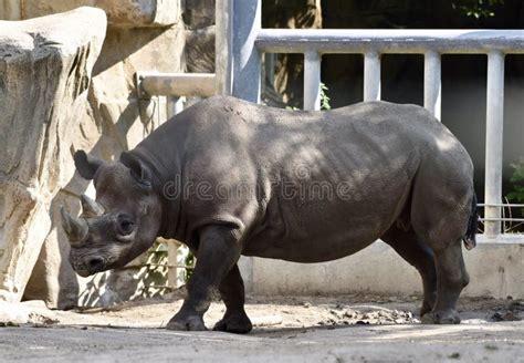 Black Rhinoceros Editorial Photo Image Of Mammal Taronga 85784056