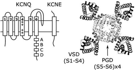 Frontiers Pip Regulation Of Kcnq Channels Biophysical And Molecular