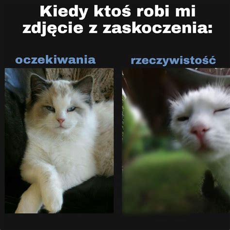 Typowy Kot Najlepsze Memy I Obrazki O Kotach Mieszne Memy Z Kotami W