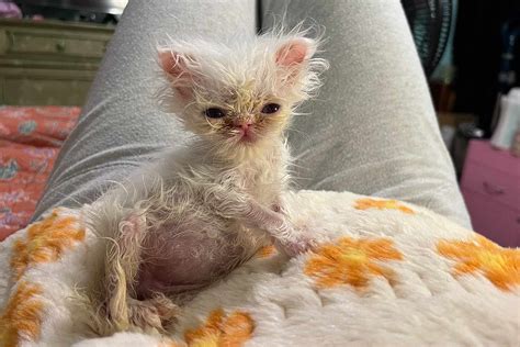 Meet Wisp The Persian Kitten TikTok Is In Love With