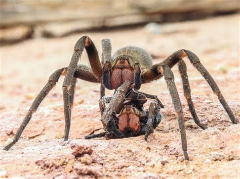 Brazilian Wandering Spider